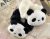Pandamacis hajgumi