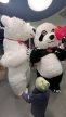 Óriás pandamaci (250 cm) jelmezben megjelenés - szolgáltatás 20 perc