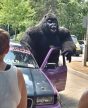 Óriás plüss gorilla - rendezvény maci szolgáltatás (250 cm) 30 perc